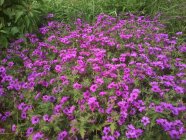 Geranium 'Patricia' Armeniankurjenpolvi